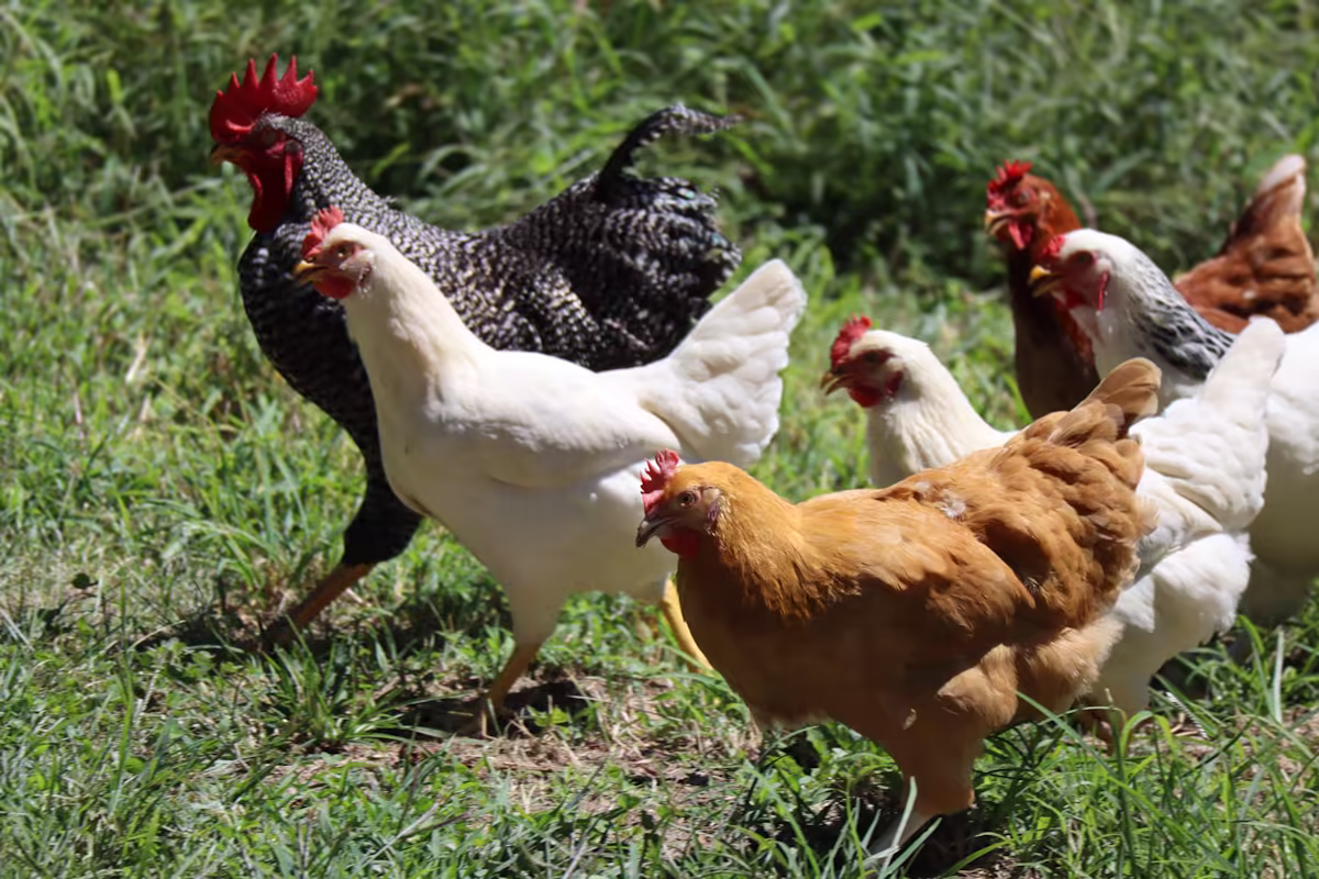 Chickens and a rooster in a sunny grassy field