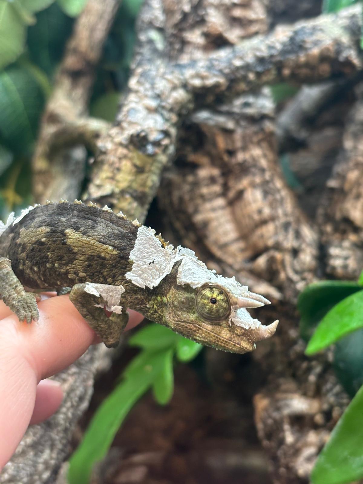 Reptile — care and feeding visits