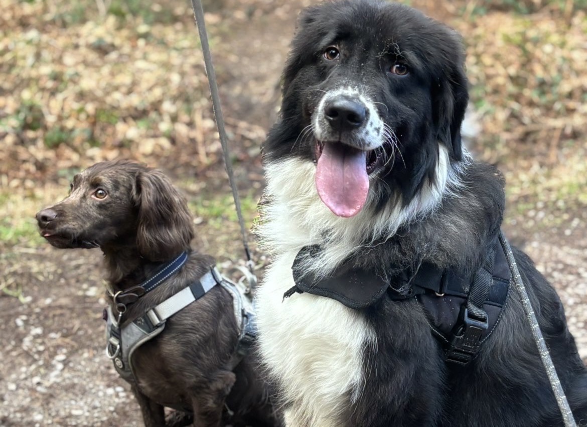 Cocker Spaniel and Bucovina Shepard dog together