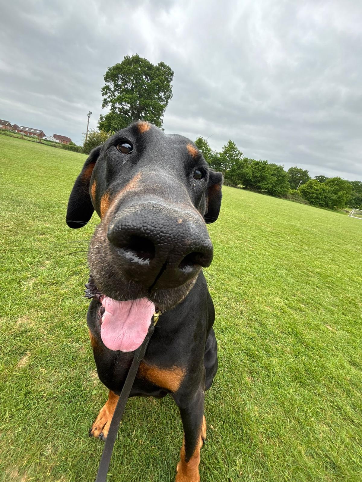 Fawn French Bulldog puppy in a yellow hoodie, looking over shoulder on a blue studio background